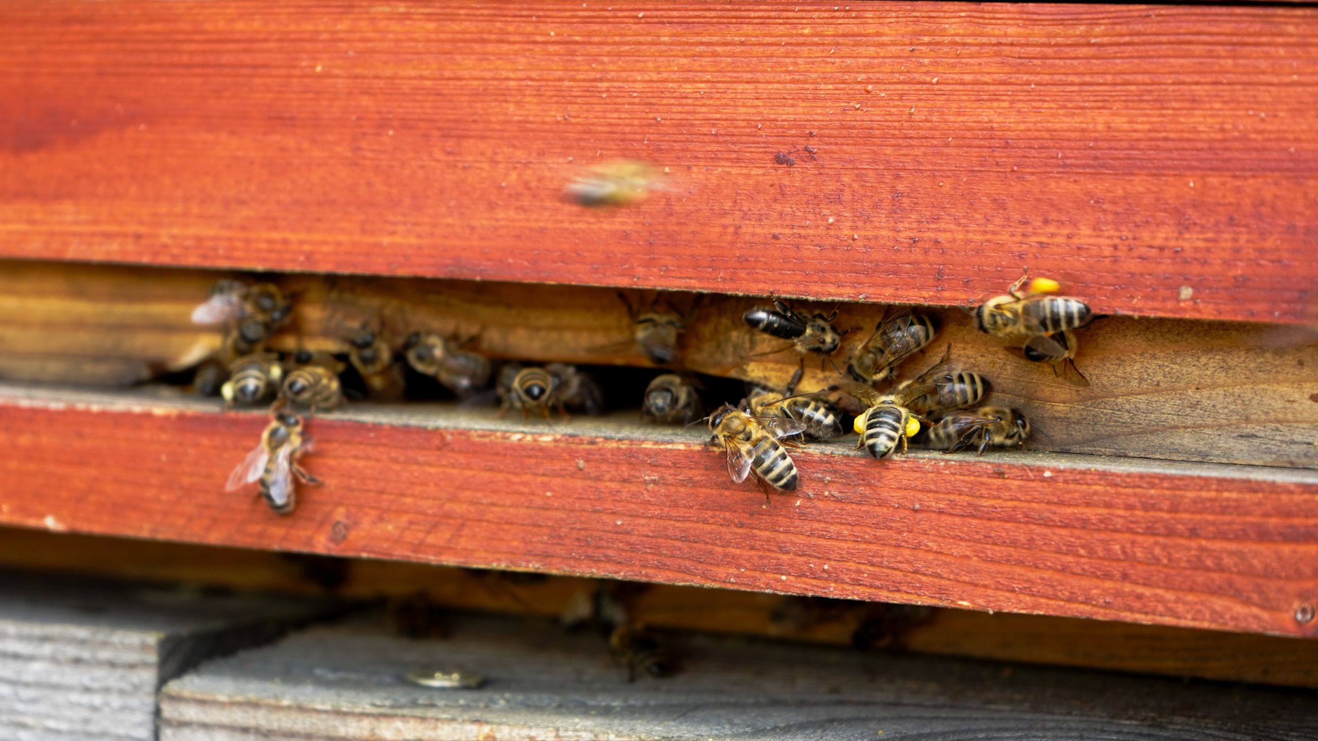 Bienen am Eingang eines roten Bienenstocks
