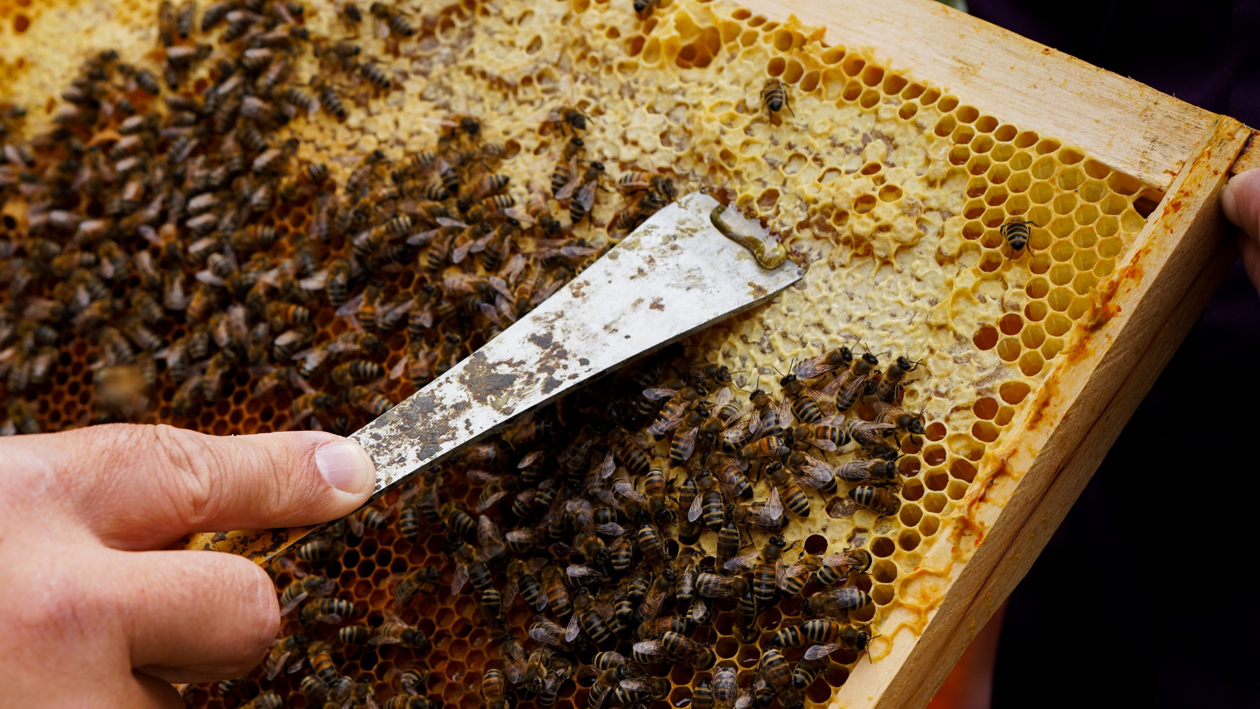 Nahaufnahme einer Honigwabe mit Bienen und Stockmeissel