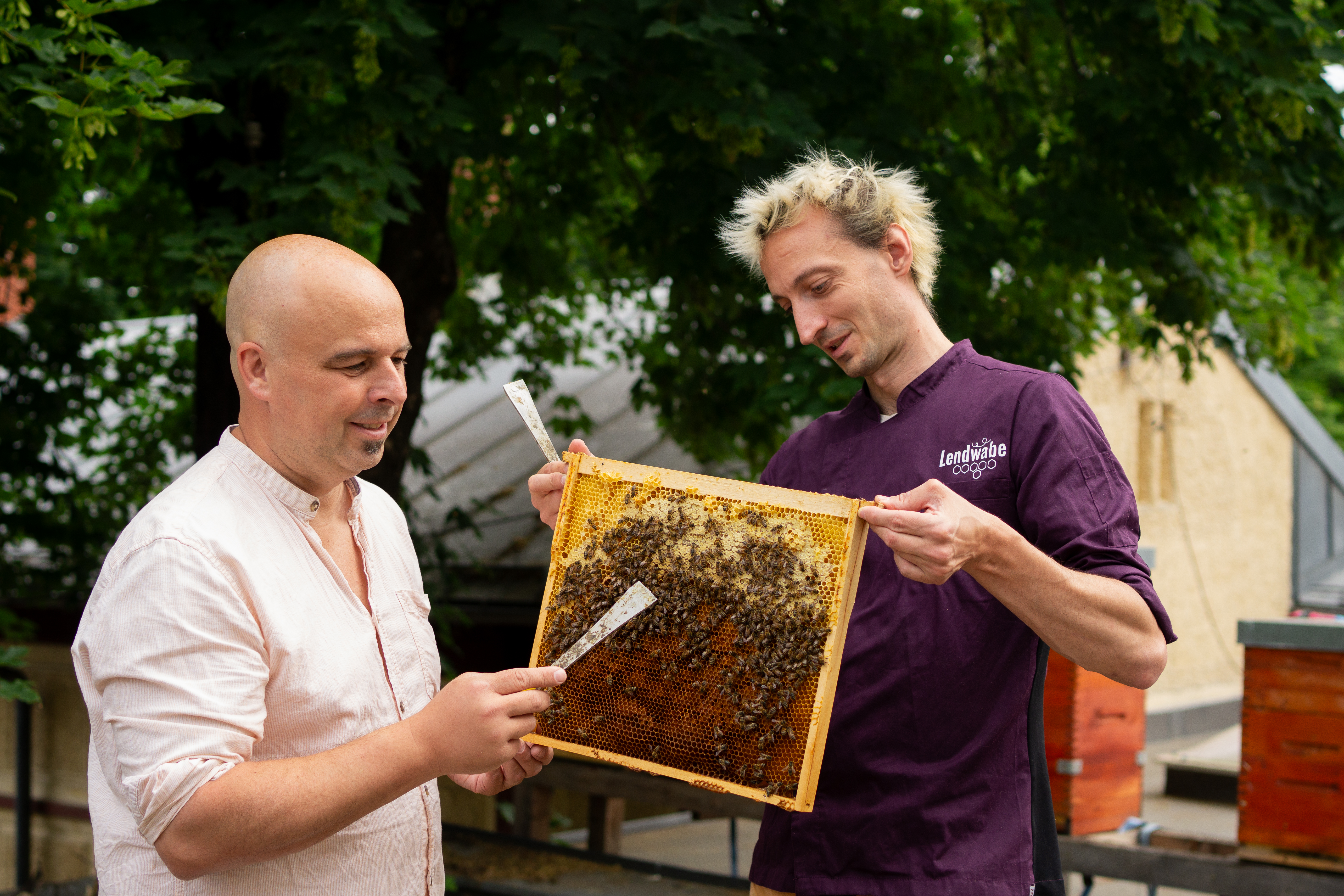 Zwei Imker untersuchen gemeinsam eine Bienenwabe